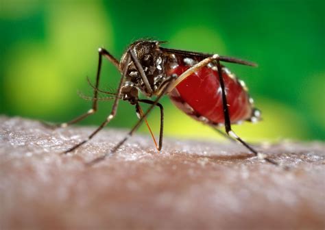 mosquito dengue-4